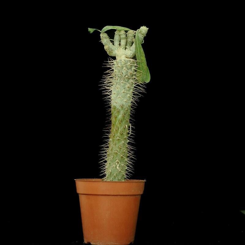 Pachypodium lamerei monstrose form crest type