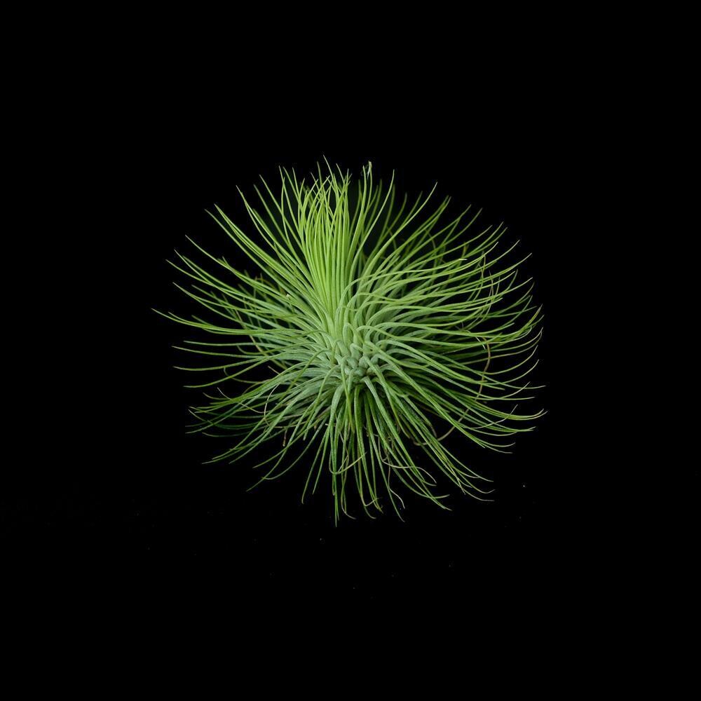 Air Plant Tillandsia Andreana