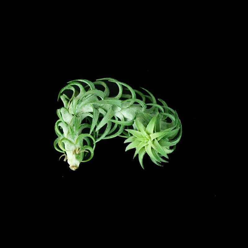 Air Plant Tillandsia Ionantha Vanhyningii