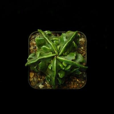 Astrophytum myriostigma Fukuryu Nudum