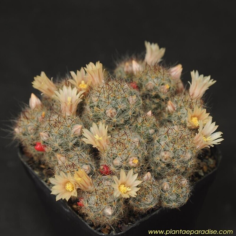 Seeds of Mammillaria prolifera albispinus Seeds of Mammillaria prolifera albispinus