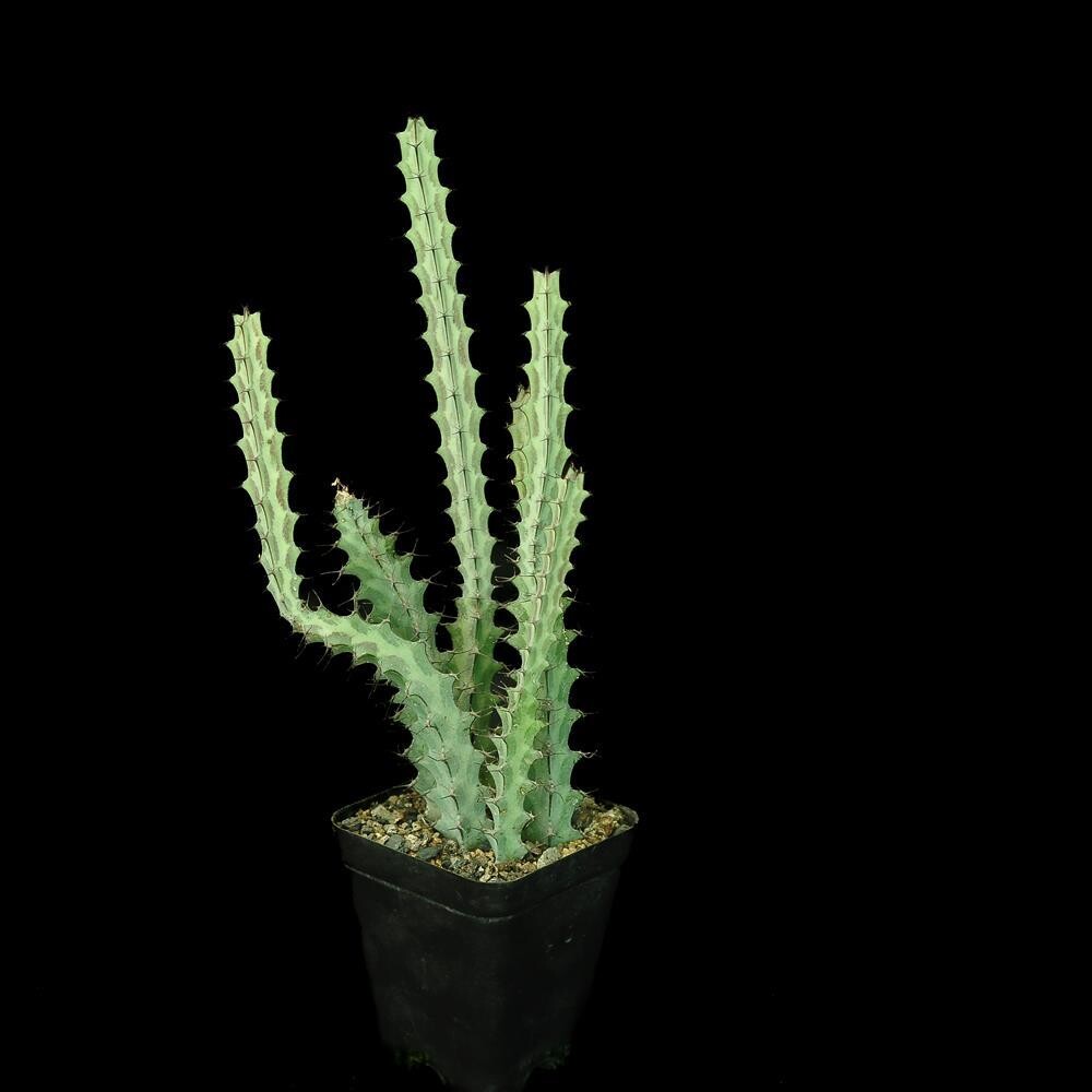 Euphorbia greenwayi (Rooted)