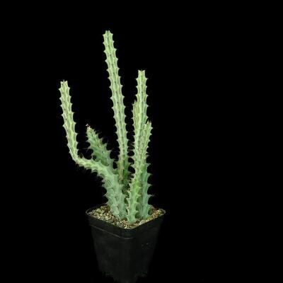 Euphorbia greenwayi (Rooted)