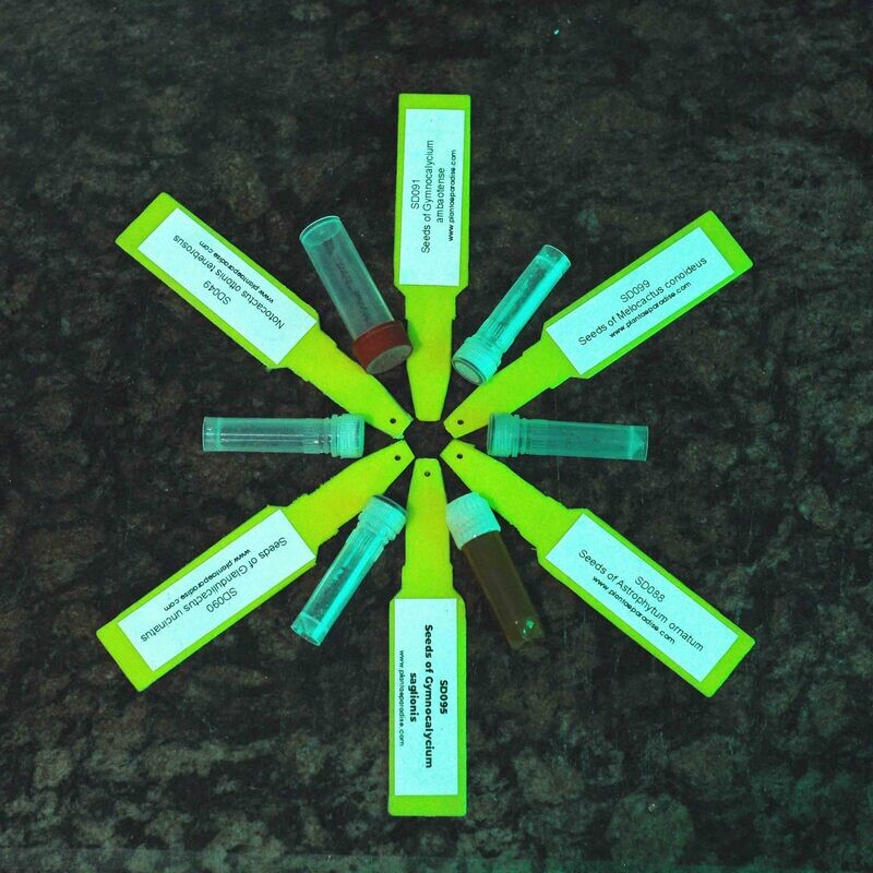 Shop - Plantae Paradise