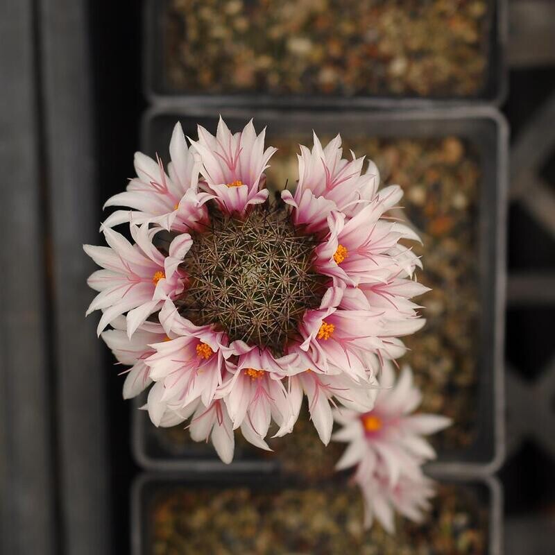 Seeds of Mammillaria fraeliana