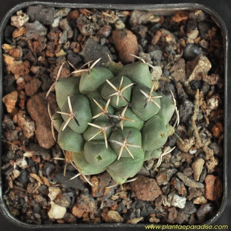 Seeds of Coryphantha maiz-tablasensis Seeds of Coryphantha maiz-tablasensis