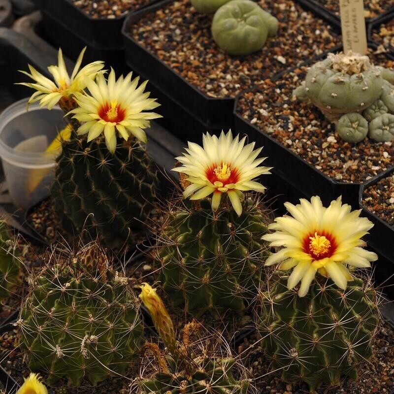 Seeds of Hamatocactus setispinus 