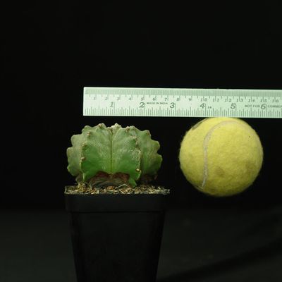 Astrophytum myriostigma cv KIKKO