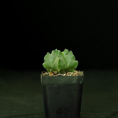 Astrophytum myriostigma Nudum cv Kikko