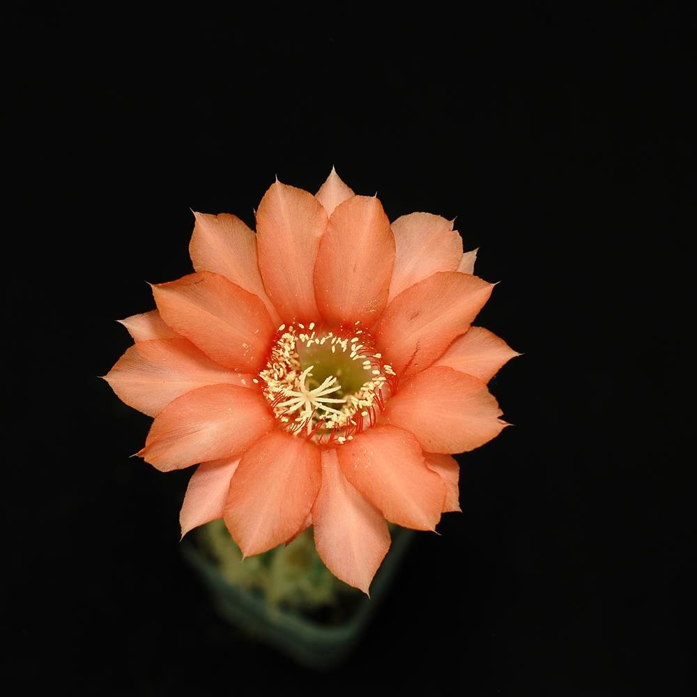 Echinopsis hybrid Echinopsis hybrid