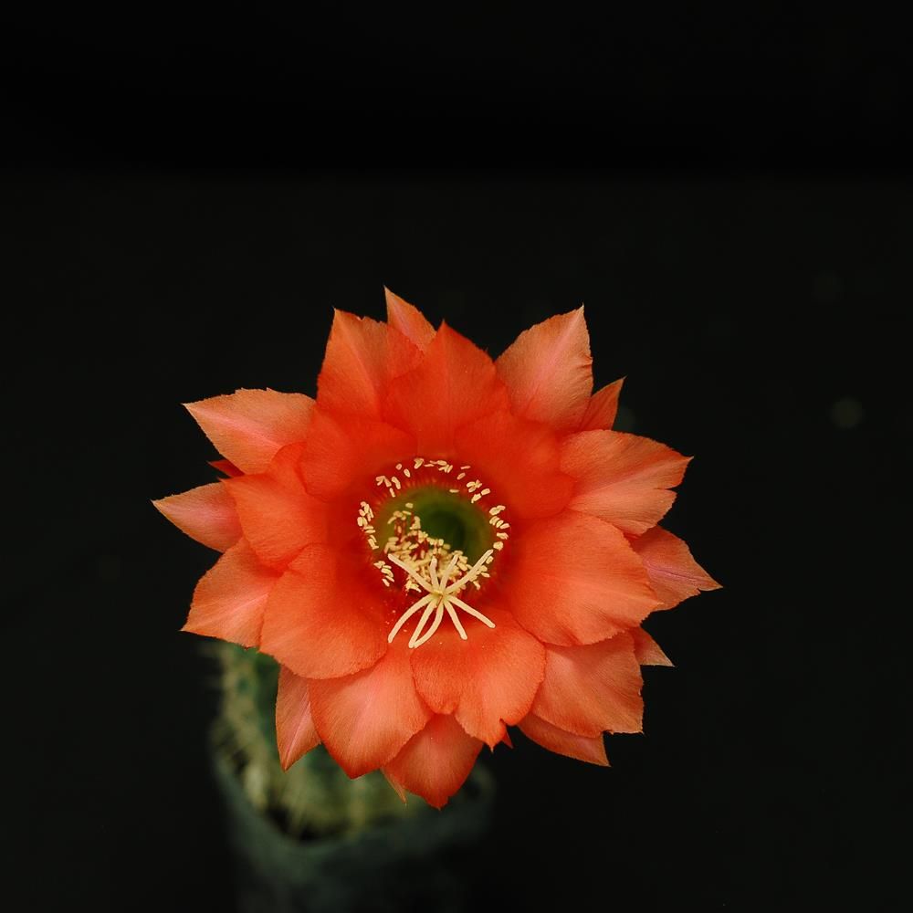 Echinopsis hybrid Echinopsis hybrid