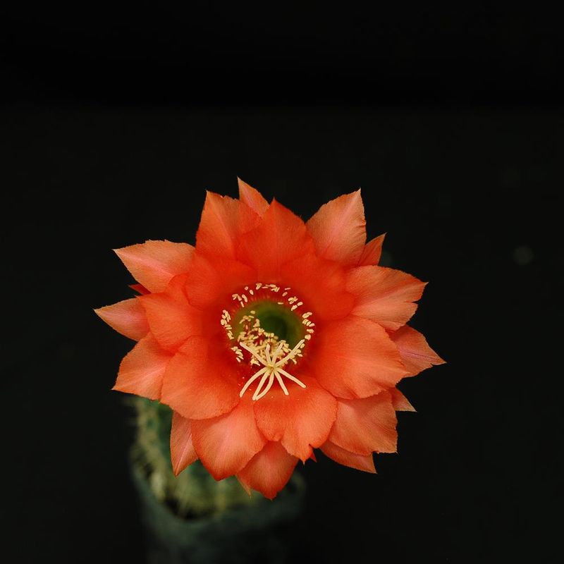 Echinopsis hybrid