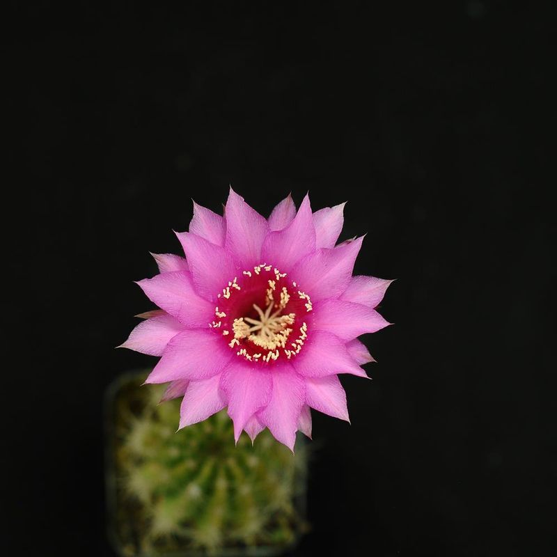 Echinopsis hybrid