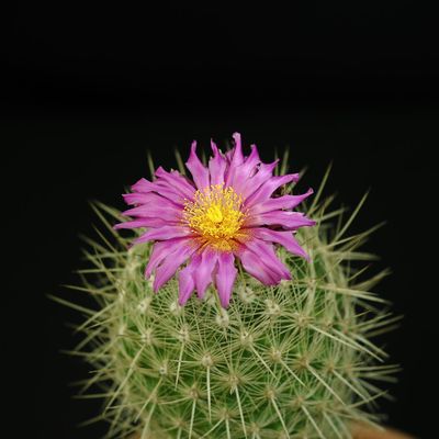 Seeds of Thelocactus conothele