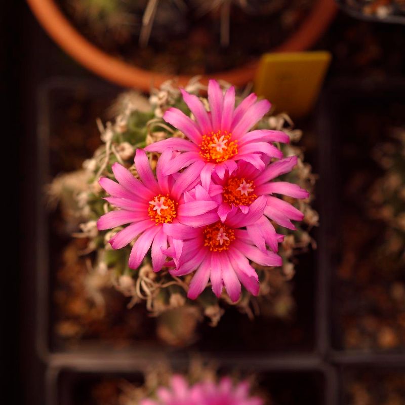 Seeds of Turbinicarpus alonsoi xichu