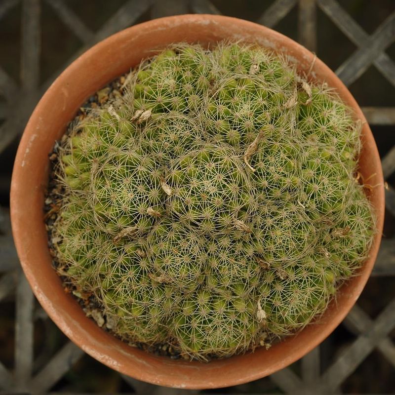 Seeds of Mammillaria sphaerica Seeds of Mammillaria sphaerica