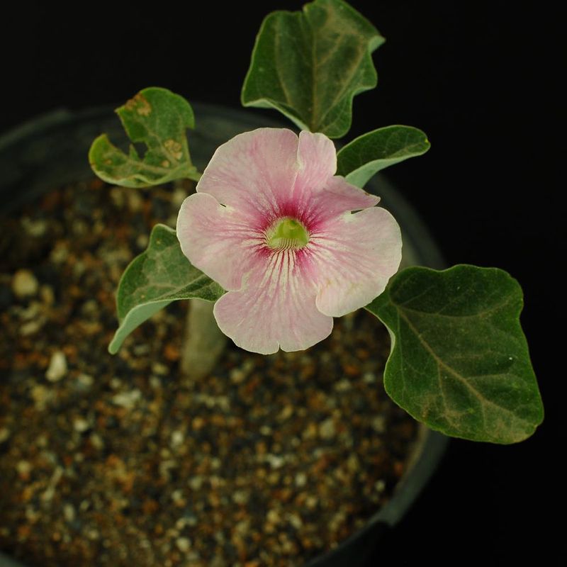 Uncarina hybrid (Cutting Grown)