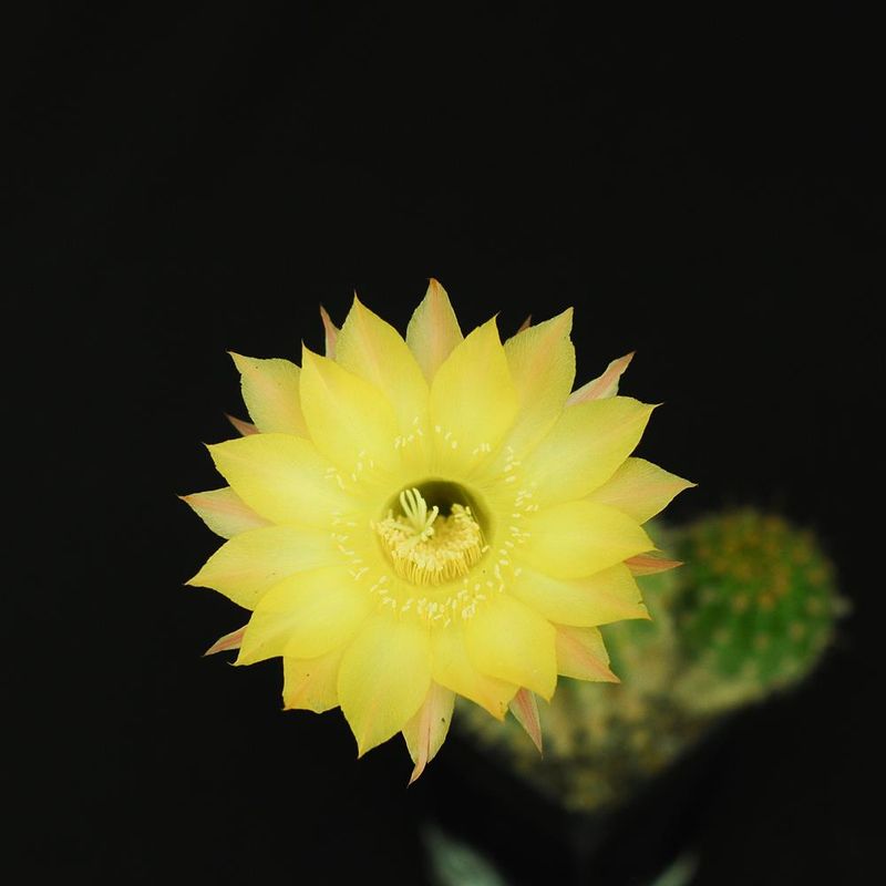 Echinopsis hybrid