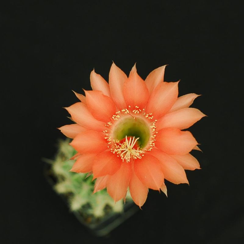 Echinopsis hybrid