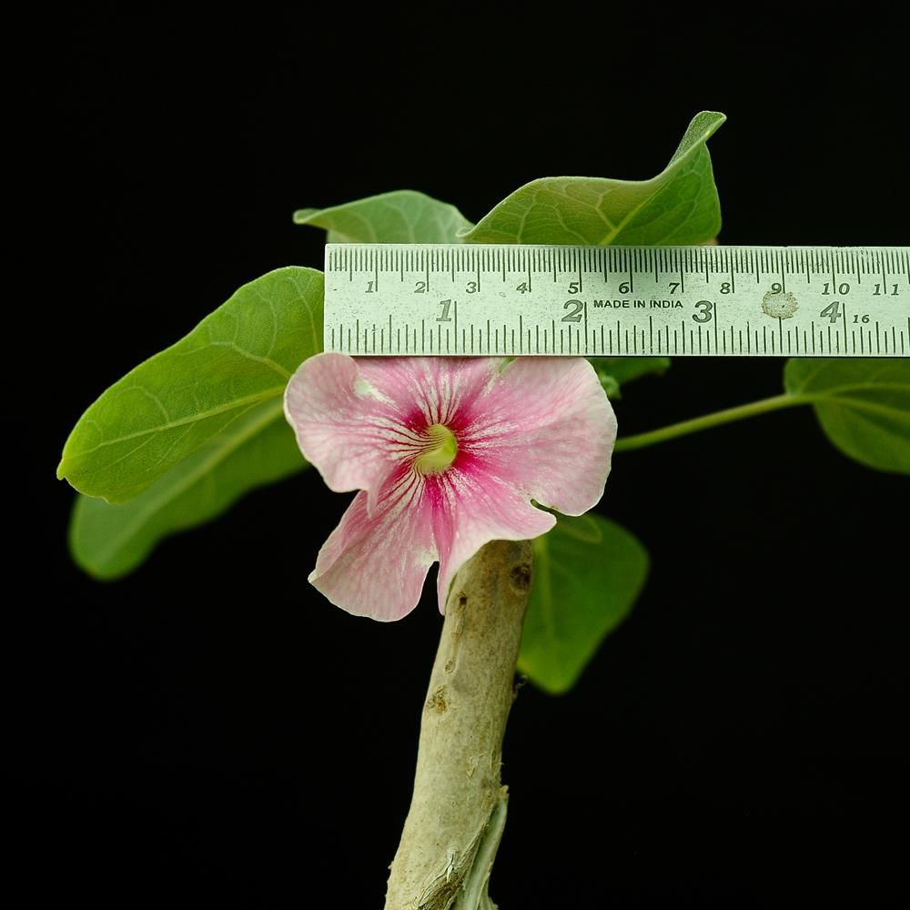 Uncarina hybrid  Grafted Plant