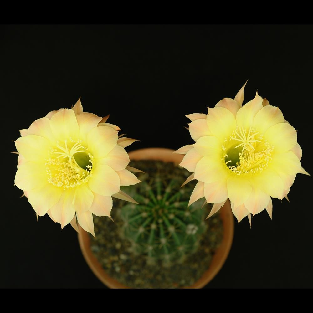 Echinopsis hybrid Echinopsis hybrid