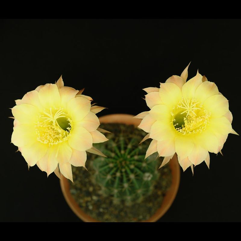 Echinopsis hybrid