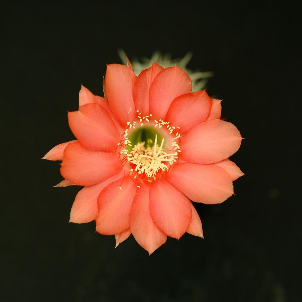 Echinopsis hybrid Echinopsis hybrid