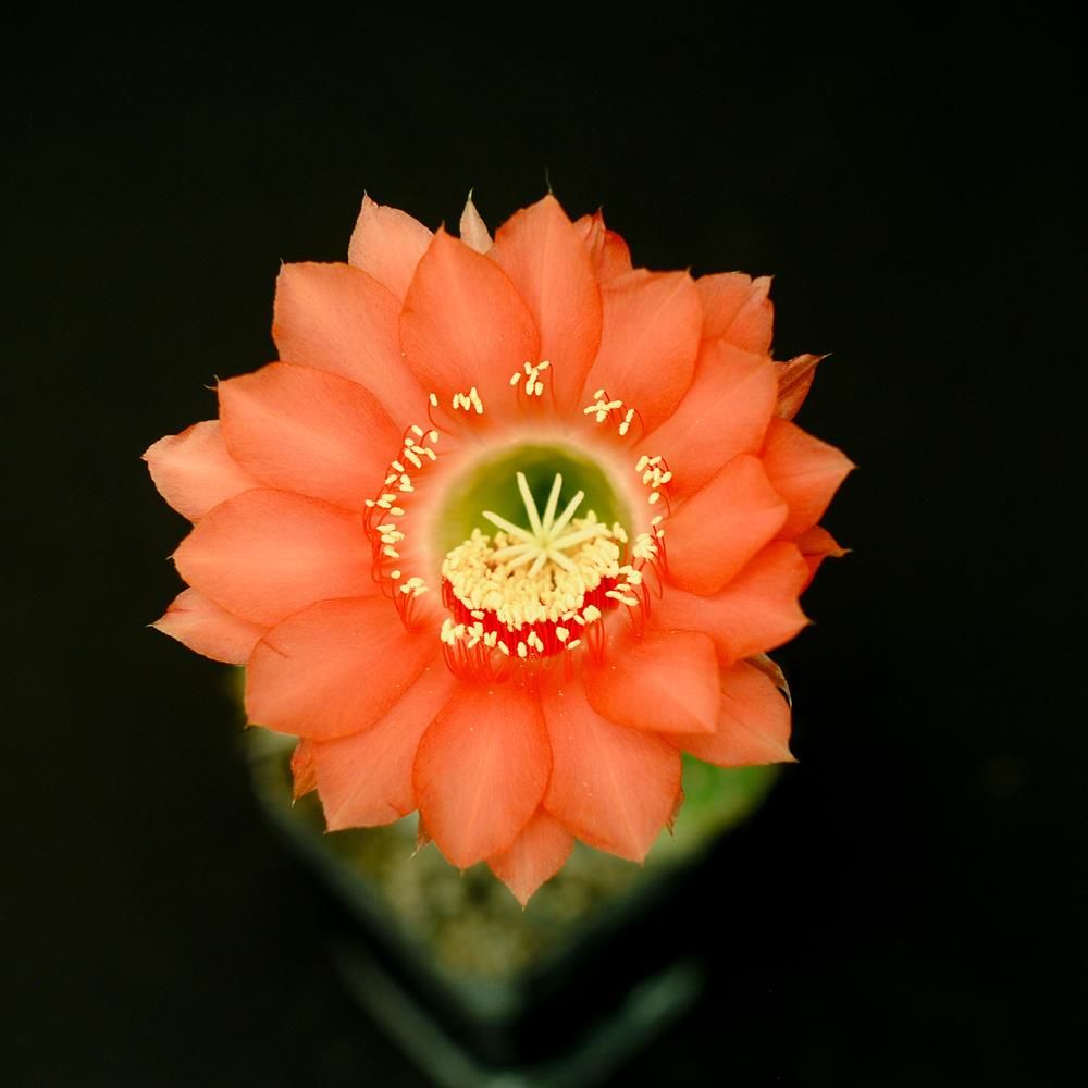 Echinopsis hybrid