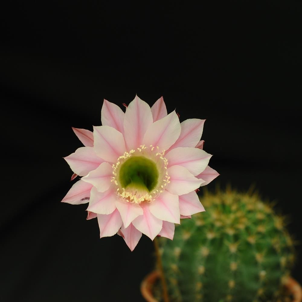 Echinopsis hybrid