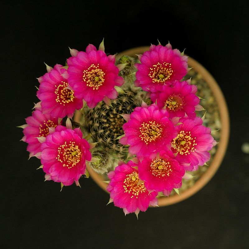 Rebutia hybrid Magenta Constellation Grafted