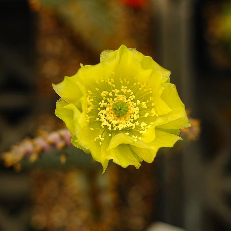 Opuntia Santa Rita