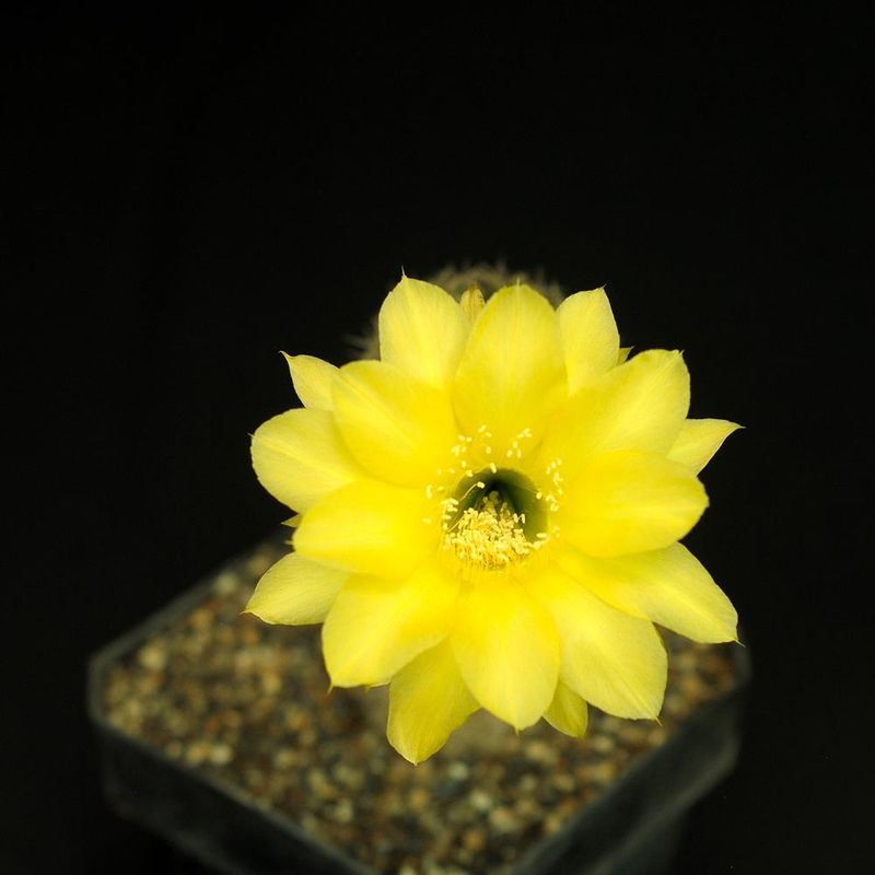 Echinopsis hybrid