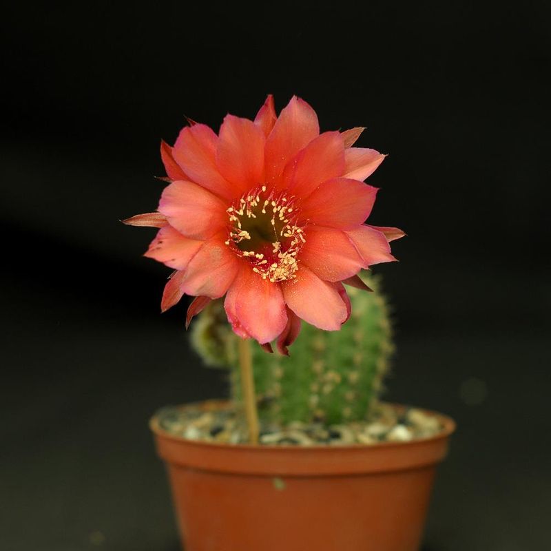 Echinopsis hybrid- Flower 