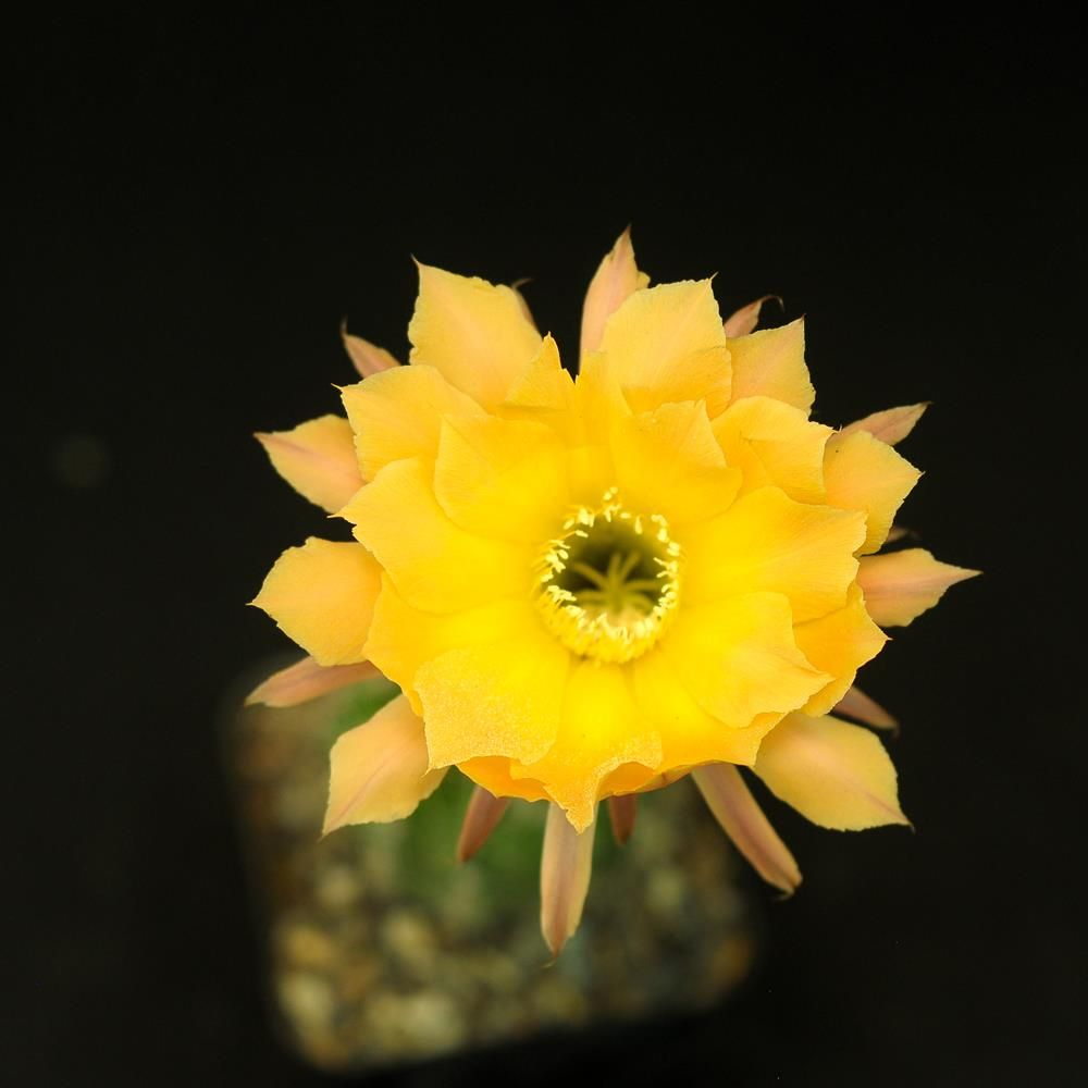 Echinopsis hybrid