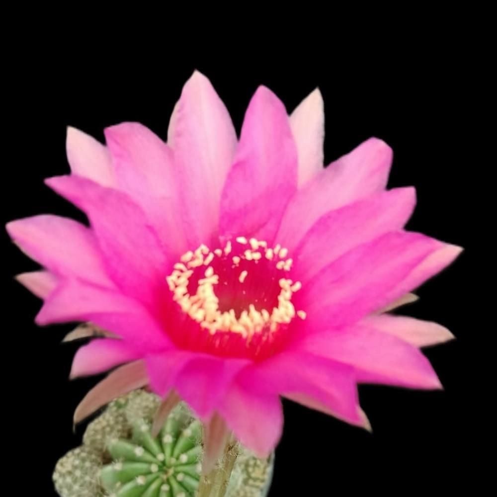 Echinopsis hybrid