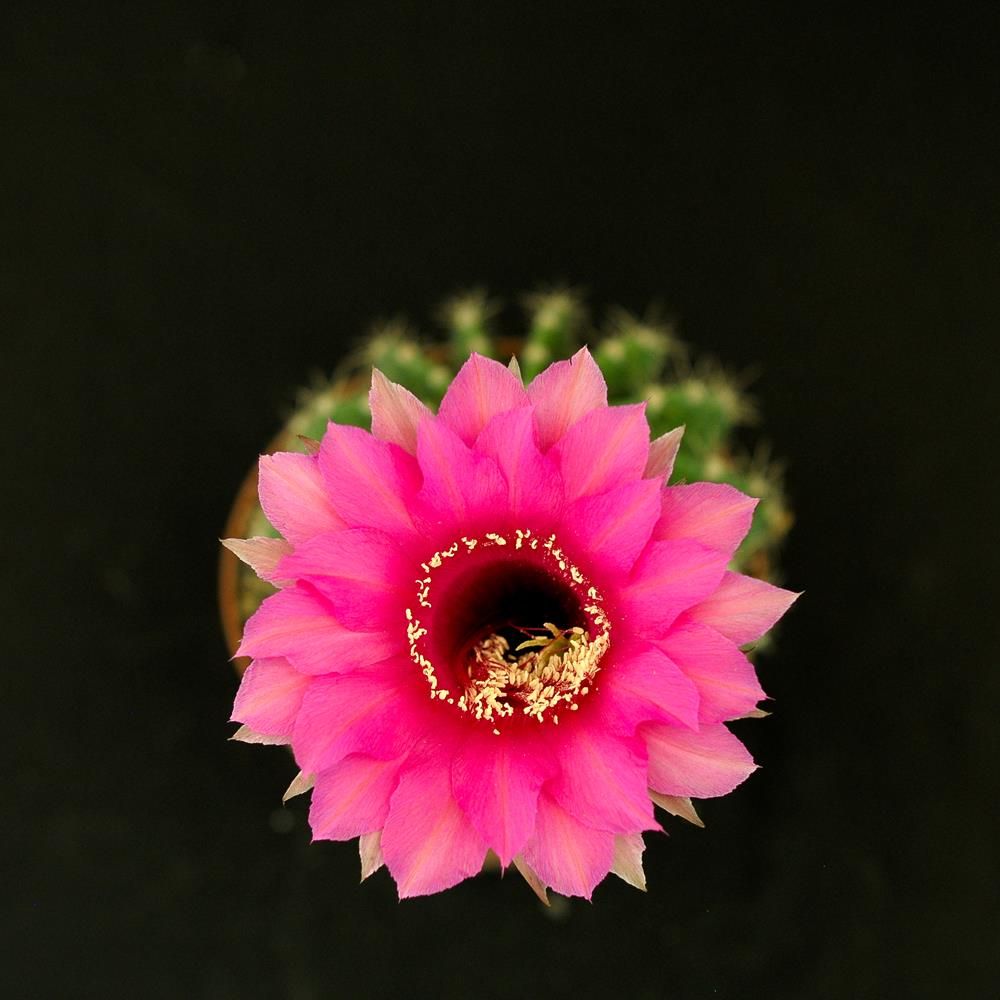 Echinopsis hybrid