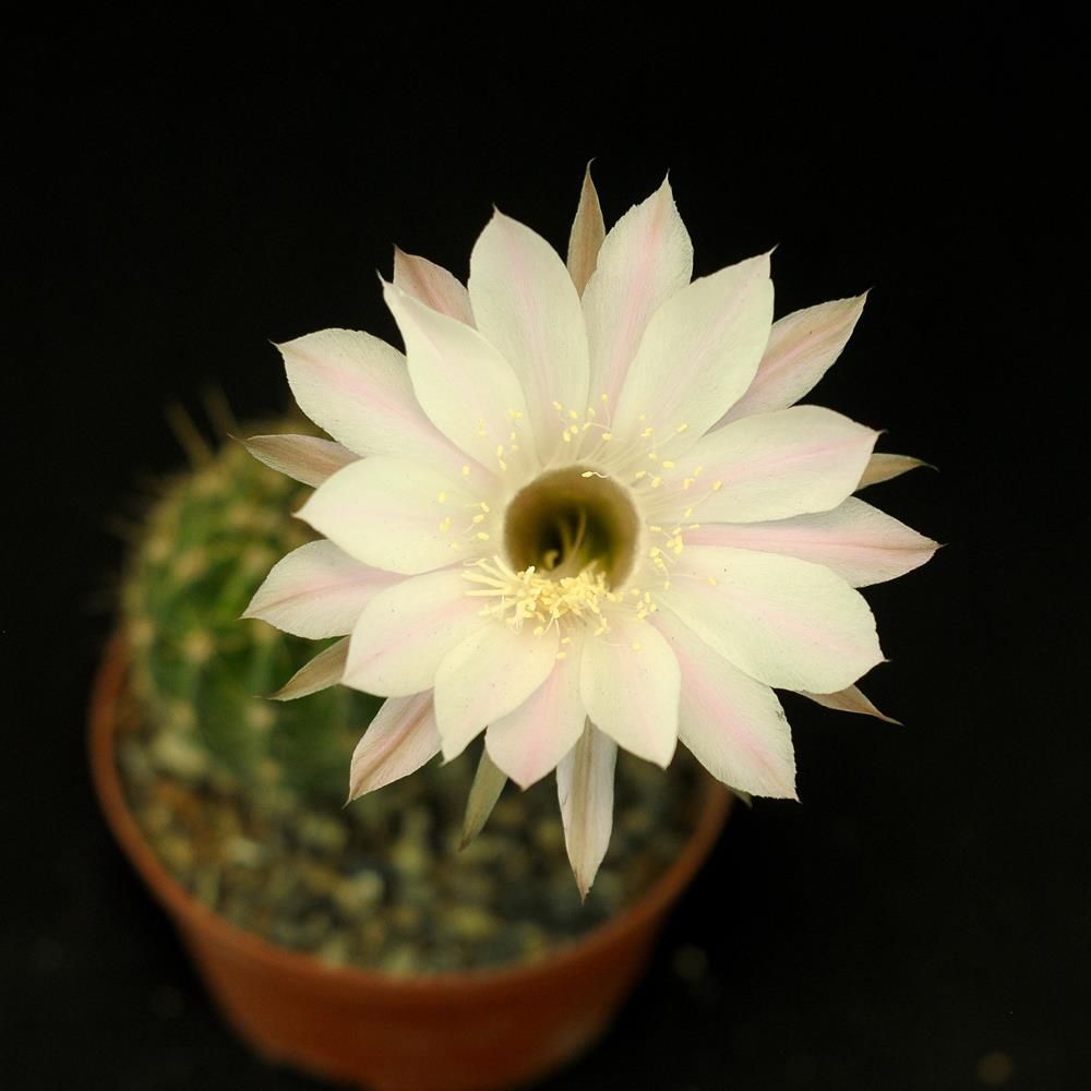 Echinopsis hybrid Echinopsis hybrid