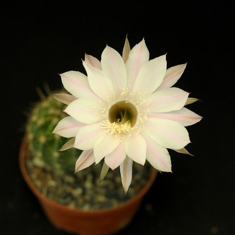 Echinopsis hybrid