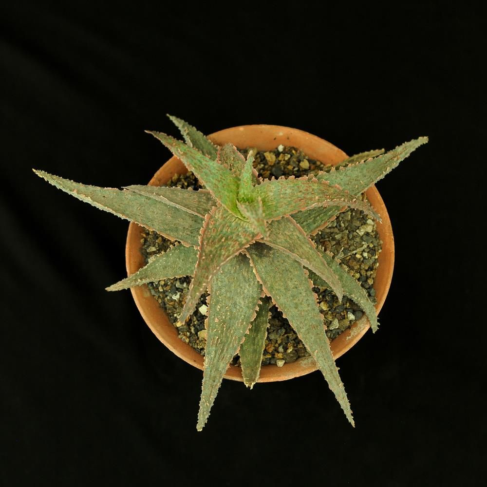 Aloe 'Orange Marmalade'