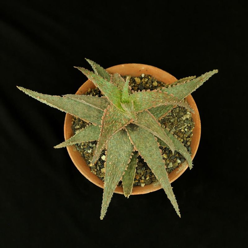 Aloe 'Orange Marmalade'