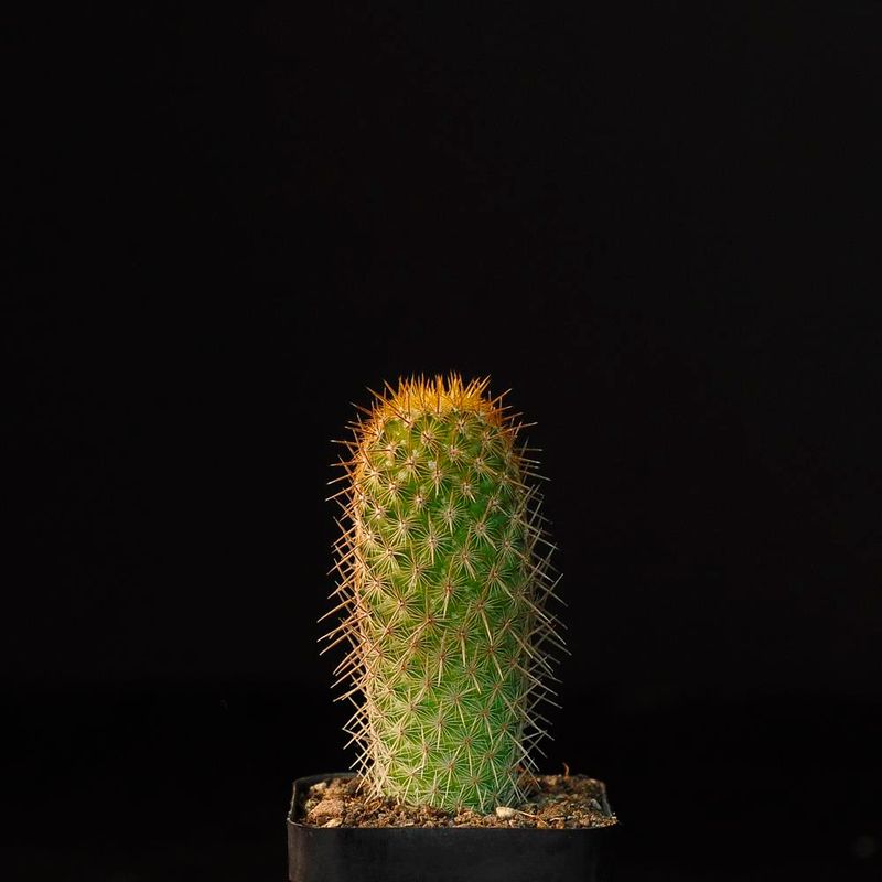 Seeds of Mammillaria  eriacantha  Lau 1104  (Jalapa-Palma Sola, Mex)