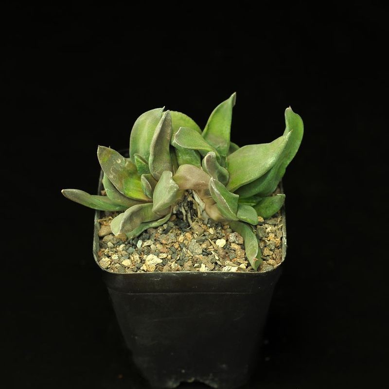 Gasteria armstrongii (Pointed Form)