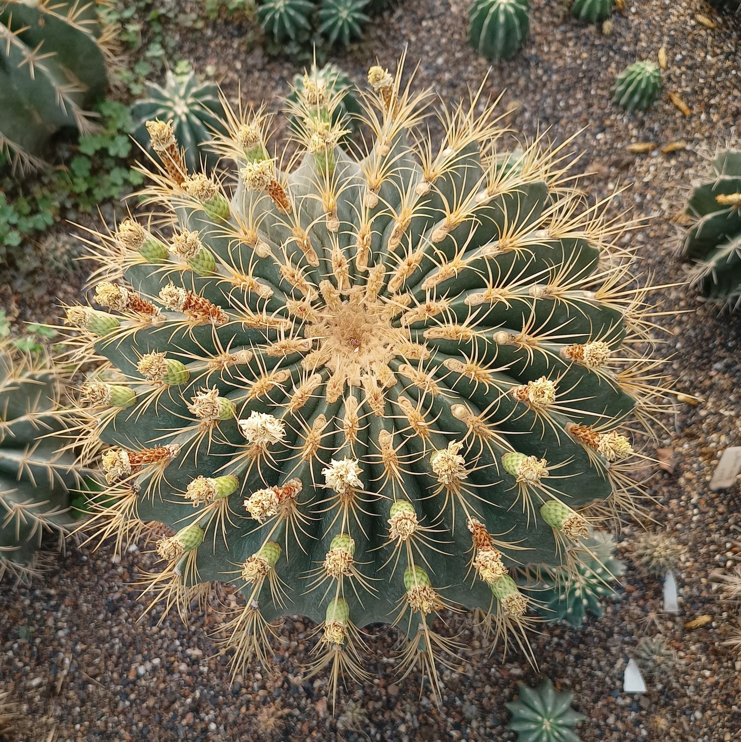 Seeds of Ferocactus echidne