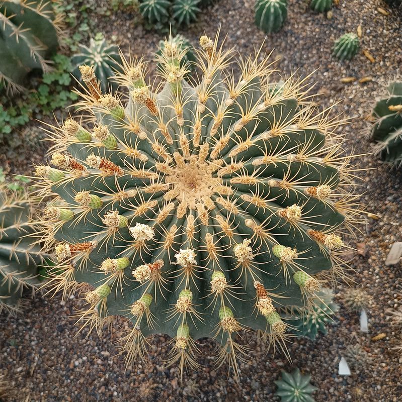 Seeds of Ferocactus echidne