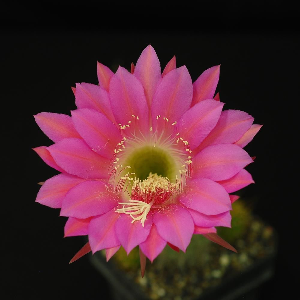 Trichocerous hauscha hybrid PINK