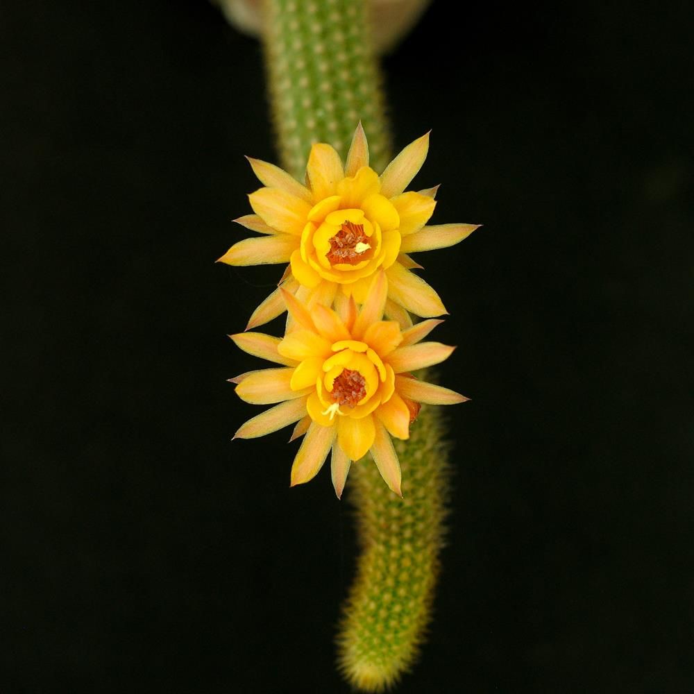 Hildewintera Hybrid Humkes Klein Gelbe Hildewintera Hybrid Humkes Klein Gelbe