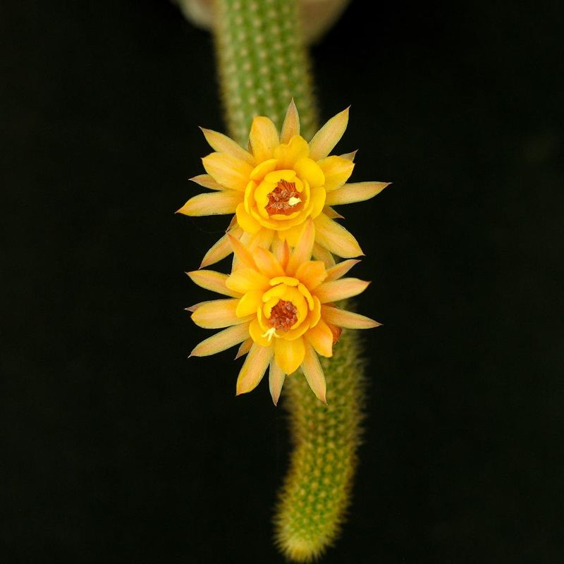 Hildewintera Hybrid Humkes Klein Gelbe