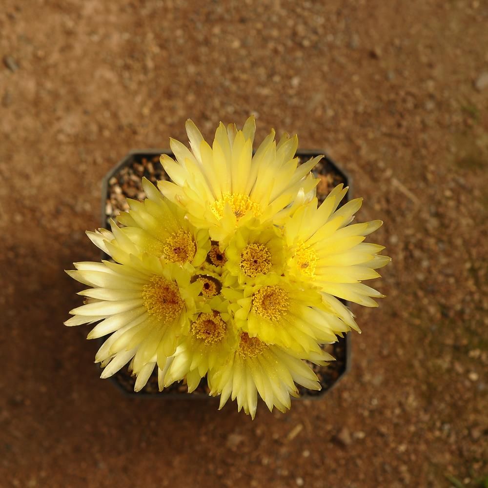 Notocactus buiningii