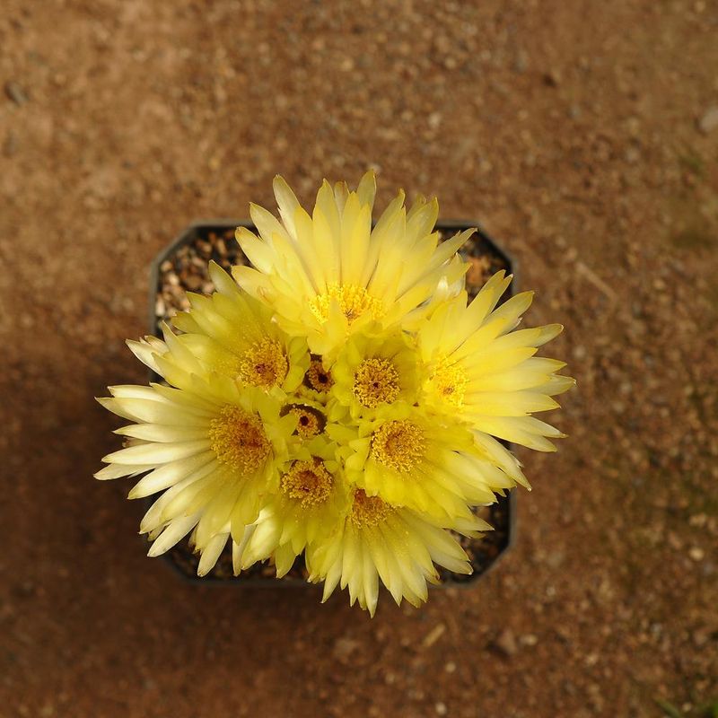 Notocactus Buiningii