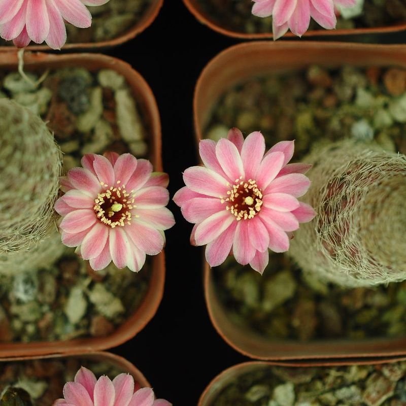 Rebutia hybrid